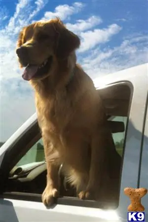 Golden Retriever stud dog