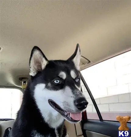 Siberian Husky stud dog