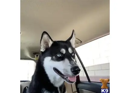 Siberian Husky