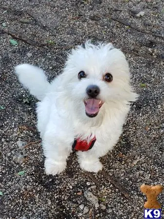 Maltese stud dog