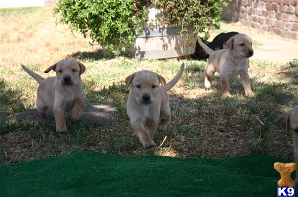 labrador retriever puppy posted by jaredrocha