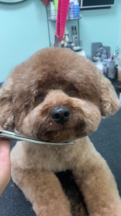 Poodle stud dog: Error: Operation returned an invalid status code BadRequest<br/>Stack Trace:    at Microsoft.Azure.CognitiveServices.Vision.ComputerVision.ComputerVisionClient.<DescribeImageInStreamWithHttpMessagesAsync>d__41.MoveNext()
--- End of stack t
