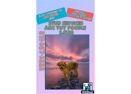 a book cover with a picture of a bear on it