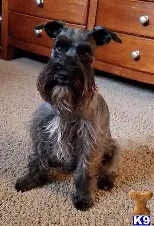 Miniature Schnauzer stud dog