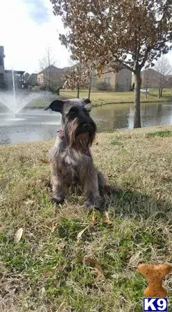 Miniature Schnauzer stud dog