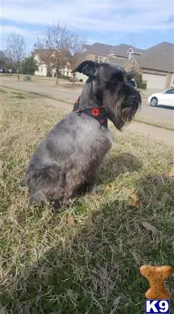 Miniature Schnauzer stud dog