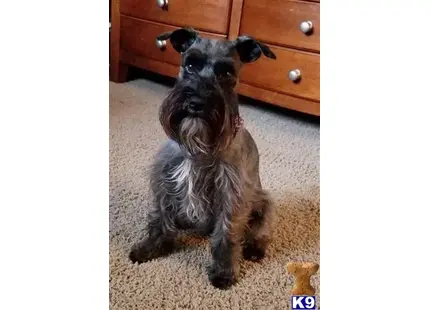 a miniature schnauzer dog sitting on the floor
