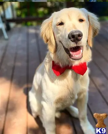 Golden Retriever stud dog