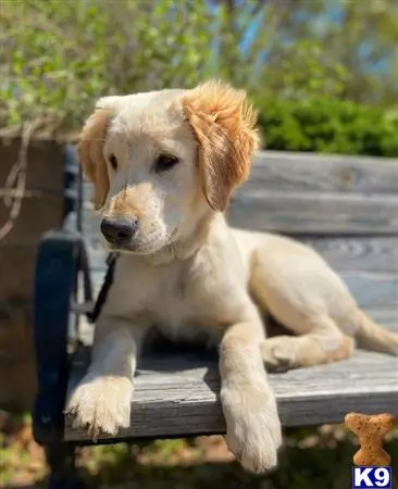 Golden Retriever stud dog