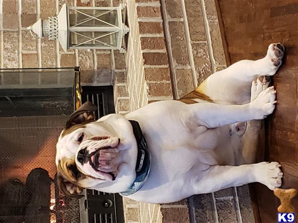 a english bulldog dog lying on a brick floor