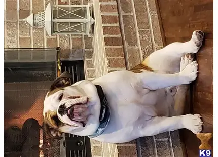 a english bulldog dog lying on a brick floor