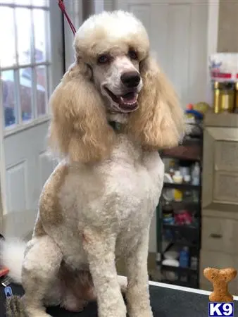 Poodle stud dog: a poodle dog with a wig
