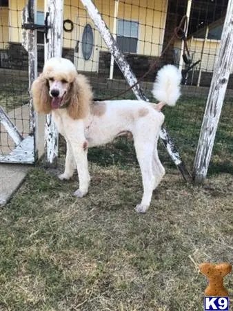 Poodle stud dog: a poodle dog standing on a leash