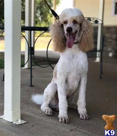Poodle stud dog: a poodle dog sitting on a patio