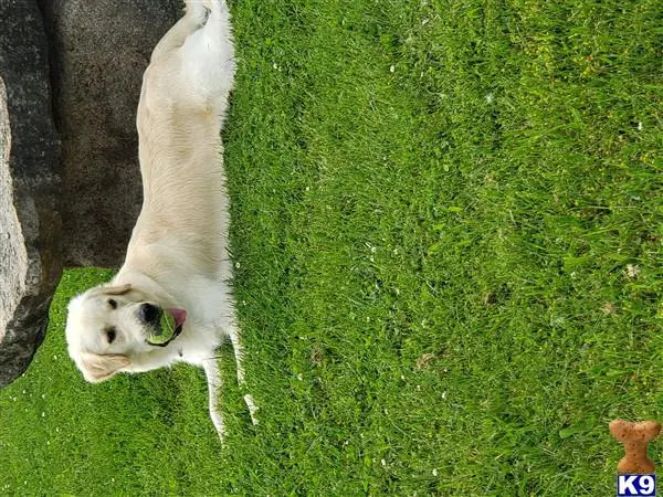 Golden Retriever stud dog