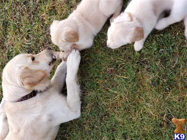 Golden Retriever stud dog