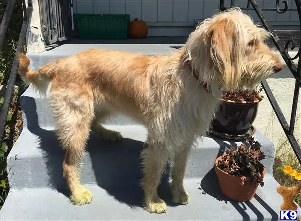 Labradoodle female dog