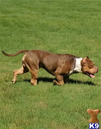 American Bully stud dog