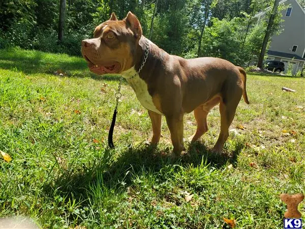 American Bully stud dog