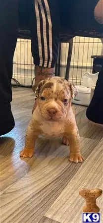 American Bully puppy for sale