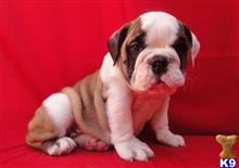 english bulldog puppy posted by jasonpaul
