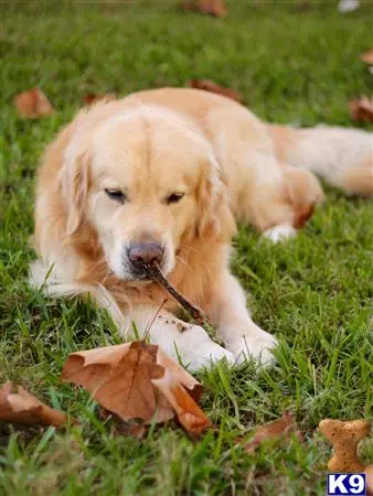 Golden Retriever stud dog