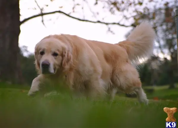 Golden Retriever stud dog