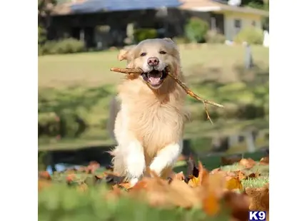 Golden Retriever