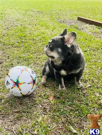 French Bulldog stud dog