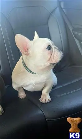 French Bulldog stud dog