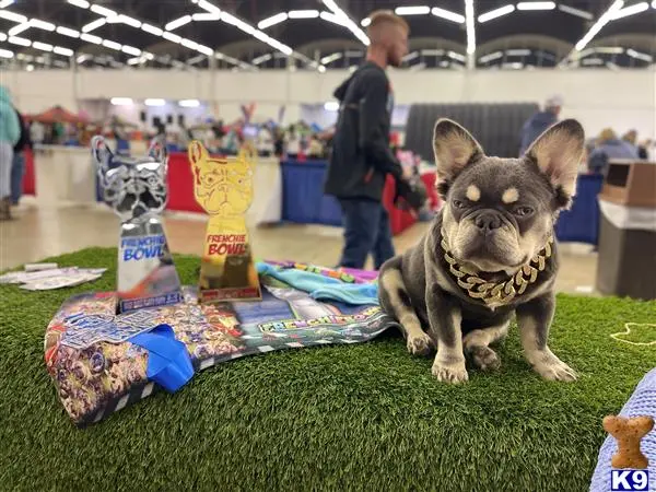 French Bulldog stud dog