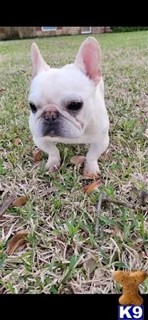 French Bulldog stud dog