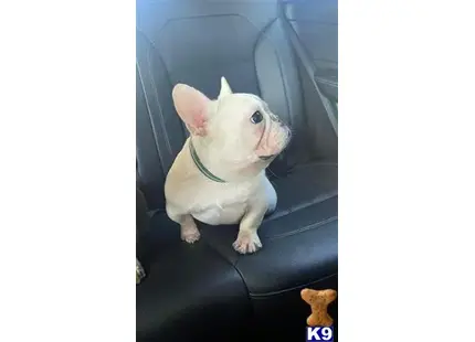 French Bulldog