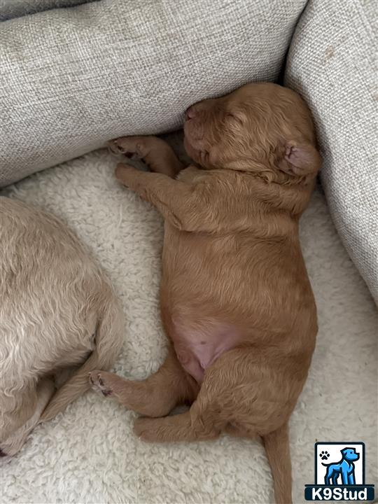 a goldendoodles dog and a cat sleeping