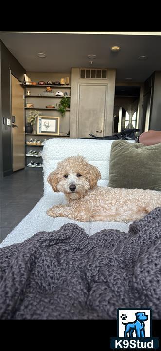a maltipoo dog lying on a couch