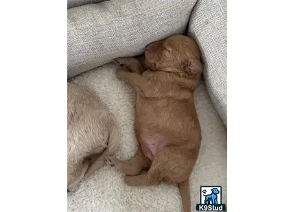 a goldendoodles dog and a cat sleeping