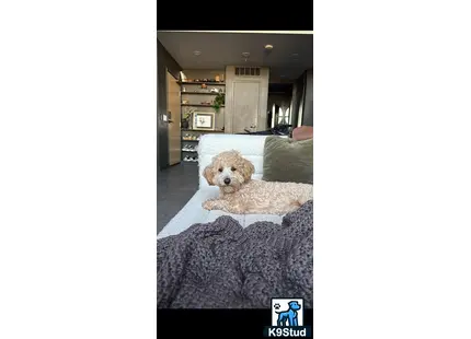 a maltipoo dog lying on a couch