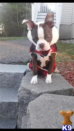 Boston Terrier