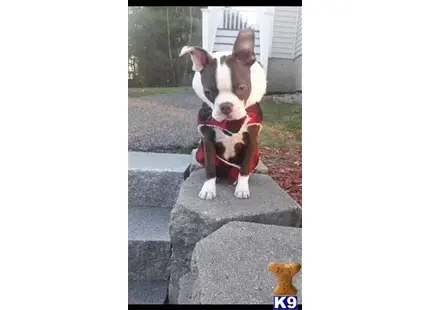 Boston Terrier