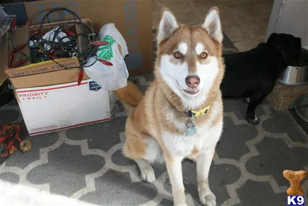 Siberian Husky stud dog