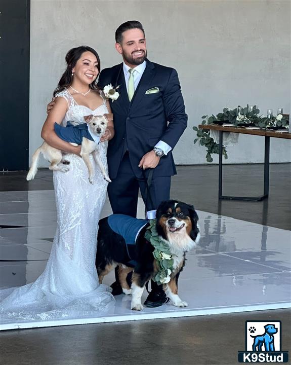 a man and woman holding a australian shepherd dog