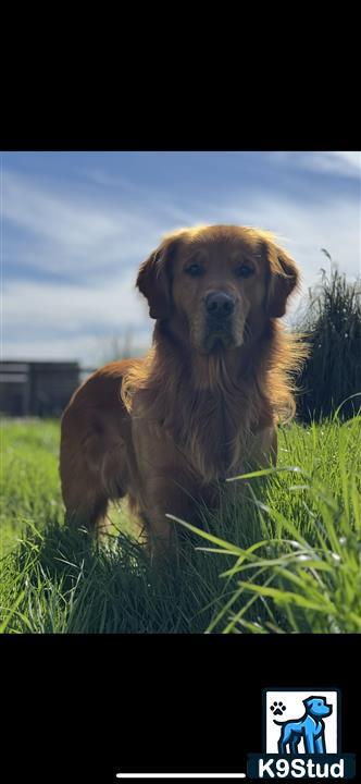 a golden retriever dog standing in grass