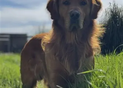 a golden retriever dog standing in grass