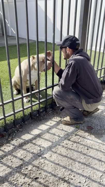 American Bully stud dog
