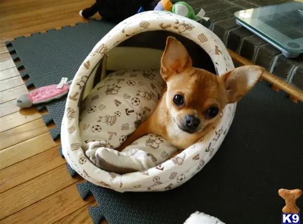 Chihuahua stud dog