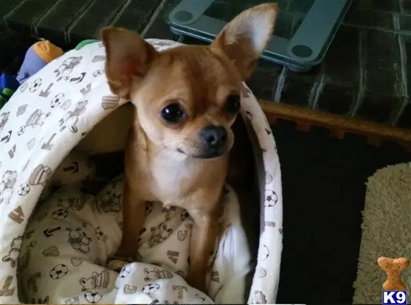 Chihuahua stud dog