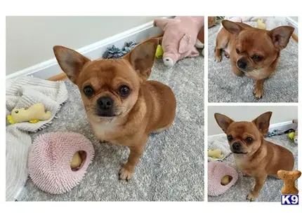 Chihuahua