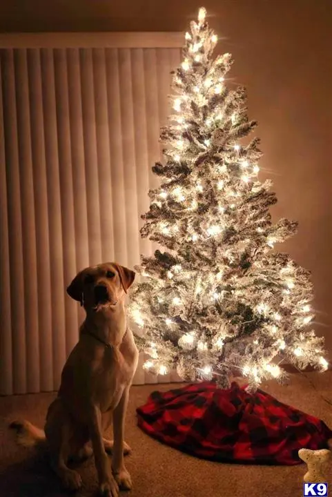 Labrador Retriever stud dog