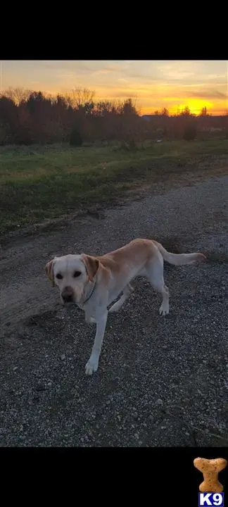 Labrador Retriever stud dog