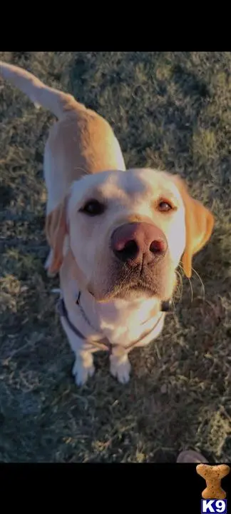 Labrador Retriever stud dog